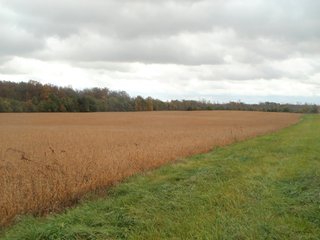 Property photo 21 - IMPORTANT INDIANA LAND AUCTION - 346+/- ACRES - 3 FARMS OFFERED IN 9 TRACTS IN WAYNE COUNTY, INDIANA