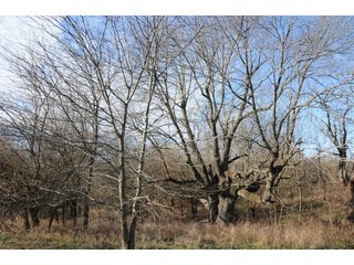 Property photo 144 - MAJOR ILLINOIS LAND AUCTION - 809+/- ACRES IN 12 TRACTS IN PIATT COUNTY, ILLINOIS