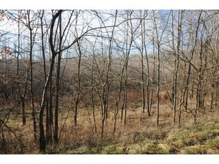 Property photo 148 - MAJOR ILLINOIS LAND AUCTION - 809+/- ACRES IN 12 TRACTS IN PIATT COUNTY, ILLINOIS
