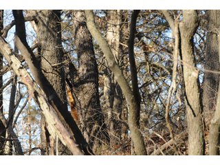 Property photo 86 - MAJOR ILLINOIS LAND AUCTION - 809+/- ACRES IN 12 TRACTS IN PIATT COUNTY, ILLINOIS