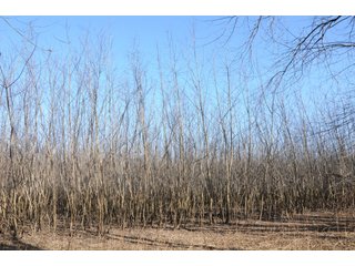 Property photo 155 - MAJOR ILLINOIS LAND AUCTION - 809+/- ACRES IN 12 TRACTS IN PIATT COUNTY, ILLINOIS
