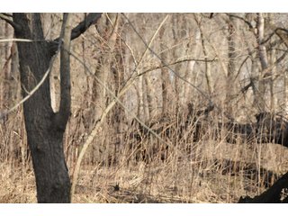 Property photo 182 - MAJOR ILLINOIS LAND AUCTION - 809+/- ACRES IN 12 TRACTS IN PIATT COUNTY, ILLINOIS