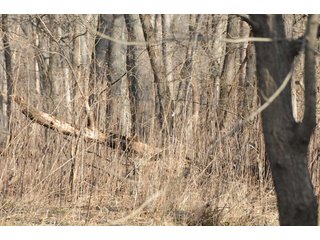 Property photo 123 - MAJOR ILLINOIS LAND AUCTION - 809+/- ACRES IN 12 TRACTS IN PIATT COUNTY, ILLINOIS
