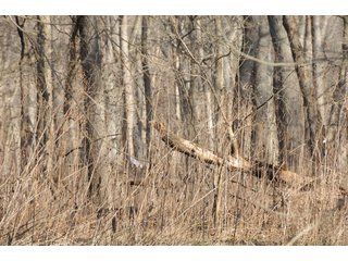Property photo 151 - MAJOR ILLINOIS LAND AUCTION - 809+/- ACRES IN 12 TRACTS IN PIATT COUNTY, ILLINOIS