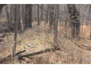 Property photo 183 - MAJOR ILLINOIS LAND AUCTION - 809+/- ACRES IN 12 TRACTS IN PIATT COUNTY, ILLINOIS