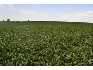 Property photo 20 - MAJOR ILLINOIS LAND AUCTION - 752.54+/- ACRES OFFERED IN 9 TRACTS IN KANKAKEE COUNTY, ILLINOIS
