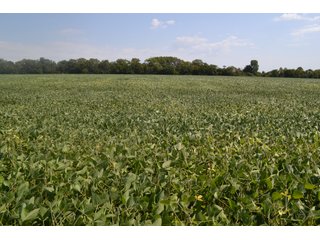 Property photo 22 - MAJOR ILLINOIS LAND AUCTION - 752.54+/- ACRES OFFERED IN 9 TRACTS IN KANKAKEE COUNTY, ILLINOIS