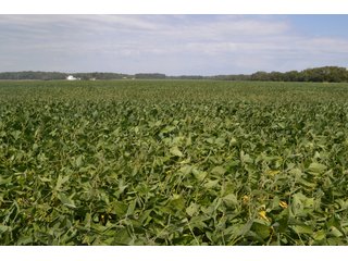 Property photo 35 - MAJOR ILLINOIS LAND AUCTION - 752.54+/- ACRES OFFERED IN 9 TRACTS IN KANKAKEE COUNTY, ILLINOIS