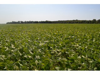 Property photo 19 - MAJOR ILLINOIS LAND AUCTION - 752.54+/- ACRES OFFERED IN 9 TRACTS IN KANKAKEE COUNTY, ILLINOIS
