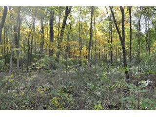 Property photo 78 - MAJOR ILLINOIS LAND AUCTION - 752.54+/- ACRES OFFERED IN 9 TRACTS IN KANKAKEE COUNTY, ILLINOIS