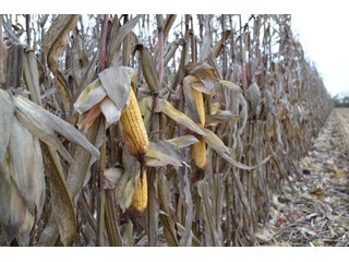 Property photo 62 - MAJOR ILLINOIS LAND AUCTION - 752.54+/- ACRES OFFERED IN 9 TRACTS IN KANKAKEE COUNTY, ILLINOIS