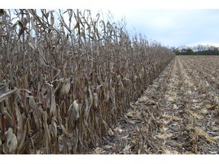 Property photo 86 - MAJOR ILLINOIS LAND AUCTION - 752.54+/- ACRES OFFERED IN 9 TRACTS IN KANKAKEE COUNTY, ILLINOIS