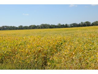 Property photo 94 - MAJOR ILLINOIS LAND AUCTION - 752.54+/- ACRES OFFERED IN 9 TRACTS IN KANKAKEE COUNTY, ILLINOIS