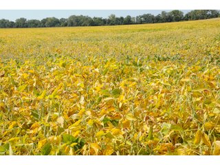 Property photo 90 - MAJOR ILLINOIS LAND AUCTION - 752.54+/- ACRES OFFERED IN 9 TRACTS IN KANKAKEE COUNTY, ILLINOIS