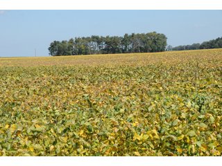 Property photo 25 - MAJOR ILLINOIS LAND AUCTION - 752.54+/- ACRES OFFERED IN 9 TRACTS IN KANKAKEE COUNTY, ILLINOIS