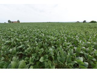 TRACT 6 - IMPORTANT OHIO LAND AUCTION - 325.5+/- ACRES OFFERED IN 8 TRACTS IN PICKAWAY COUNTY, OHIO