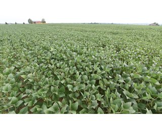 Property photo 39 - IMPORTANT OHIO LAND AUCTION - 325.5+/- ACRES OFFERED IN 8 TRACTS IN PICKAWAY COUNTY, OHIO