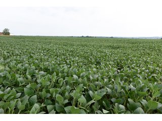Property photo 31 - IMPORTANT OHIO LAND AUCTION - 325.5+/- ACRES OFFERED IN 8 TRACTS IN PICKAWAY COUNTY, OHIO