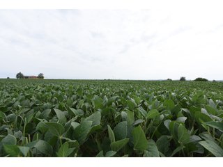 Property photo 36 - IMPORTANT OHIO LAND AUCTION - 325.5+/- ACRES OFFERED IN 8 TRACTS IN PICKAWAY COUNTY, OHIO