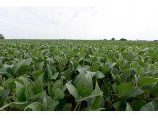 Property photo 51 - IMPORTANT OHIO LAND AUCTION - 325.5+/- ACRES OFFERED IN 8 TRACTS IN PICKAWAY COUNTY, OHIO