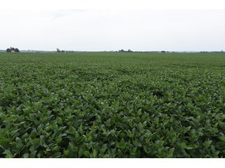 Property photo 48 - IMPORTANT OHIO LAND AUCTION - 325.5+/- ACRES OFFERED IN 8 TRACTS IN PICKAWAY COUNTY, OHIO