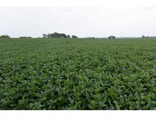Property photo 38 - IMPORTANT OHIO LAND AUCTION - 325.5+/- ACRES OFFERED IN 8 TRACTS IN PICKAWAY COUNTY, OHIO