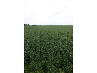 Property photo 28 - IMPORTANT OHIO LAND AUCTION - 325.5+/- ACRES OFFERED IN 8 TRACTS IN PICKAWAY COUNTY, OHIO