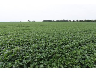 Property photo 52 - IMPORTANT OHIO LAND AUCTION - 325.5+/- ACRES OFFERED IN 8 TRACTS IN PICKAWAY COUNTY, OHIO