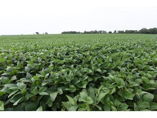 Property photo 41 - IMPORTANT OHIO LAND AUCTION - 325.5+/- ACRES OFFERED IN 8 TRACTS IN PICKAWAY COUNTY, OHIO