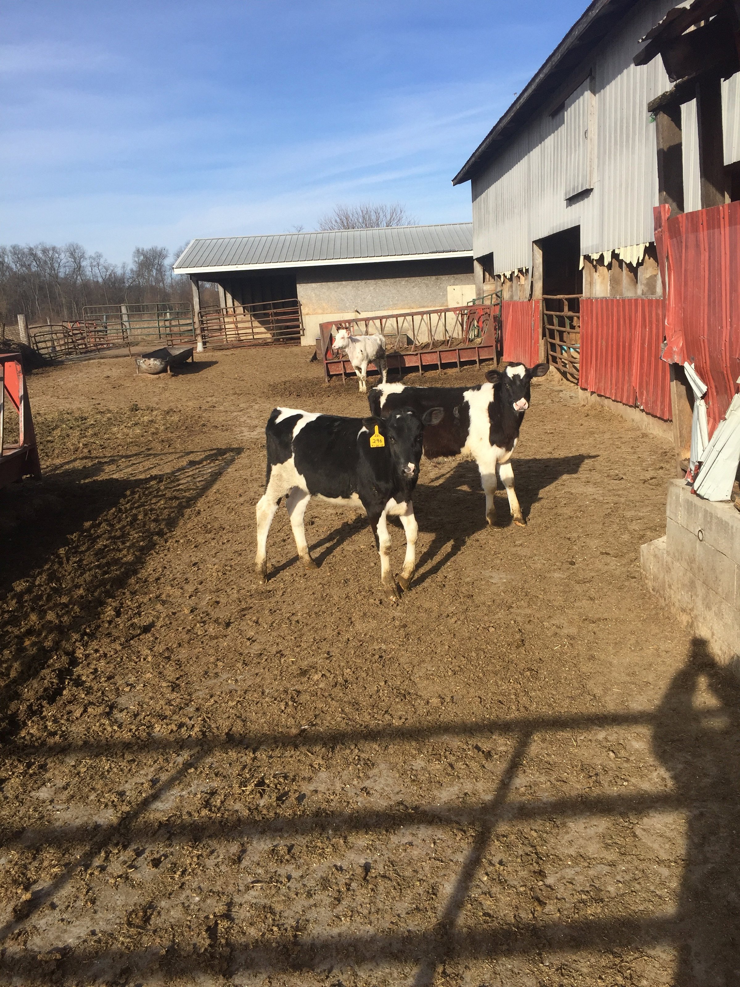 Property photo 15 - FARM EQUIPMENT AUCTION IN ST. JOSEPH COUNTY, MICHIGAN