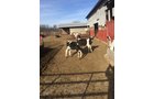 Property photo 15 - FARM EQUIPMENT AUCTION IN ST. JOSEPH COUNTY, MICHIGAN