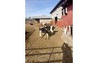 Property photo 13 - FARM EQUIPMENT AUCTION IN ST. JOSEPH COUNTY, MICHIGAN