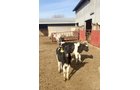 Property photo 23 - FARM EQUIPMENT AUCTION IN ST. JOSEPH COUNTY, MICHIGAN