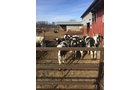 Property photo 20 - FARM EQUIPMENT AUCTION IN ST. JOSEPH COUNTY, MICHIGAN
