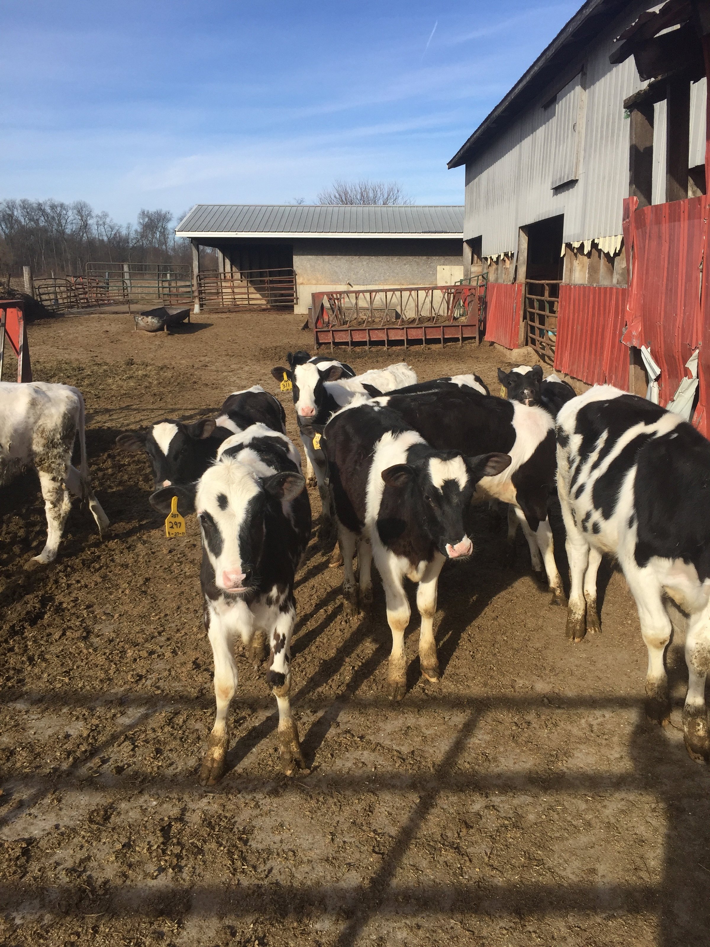 Property photo 16 - FARM EQUIPMENT AUCTION IN ST. JOSEPH COUNTY, MICHIGAN