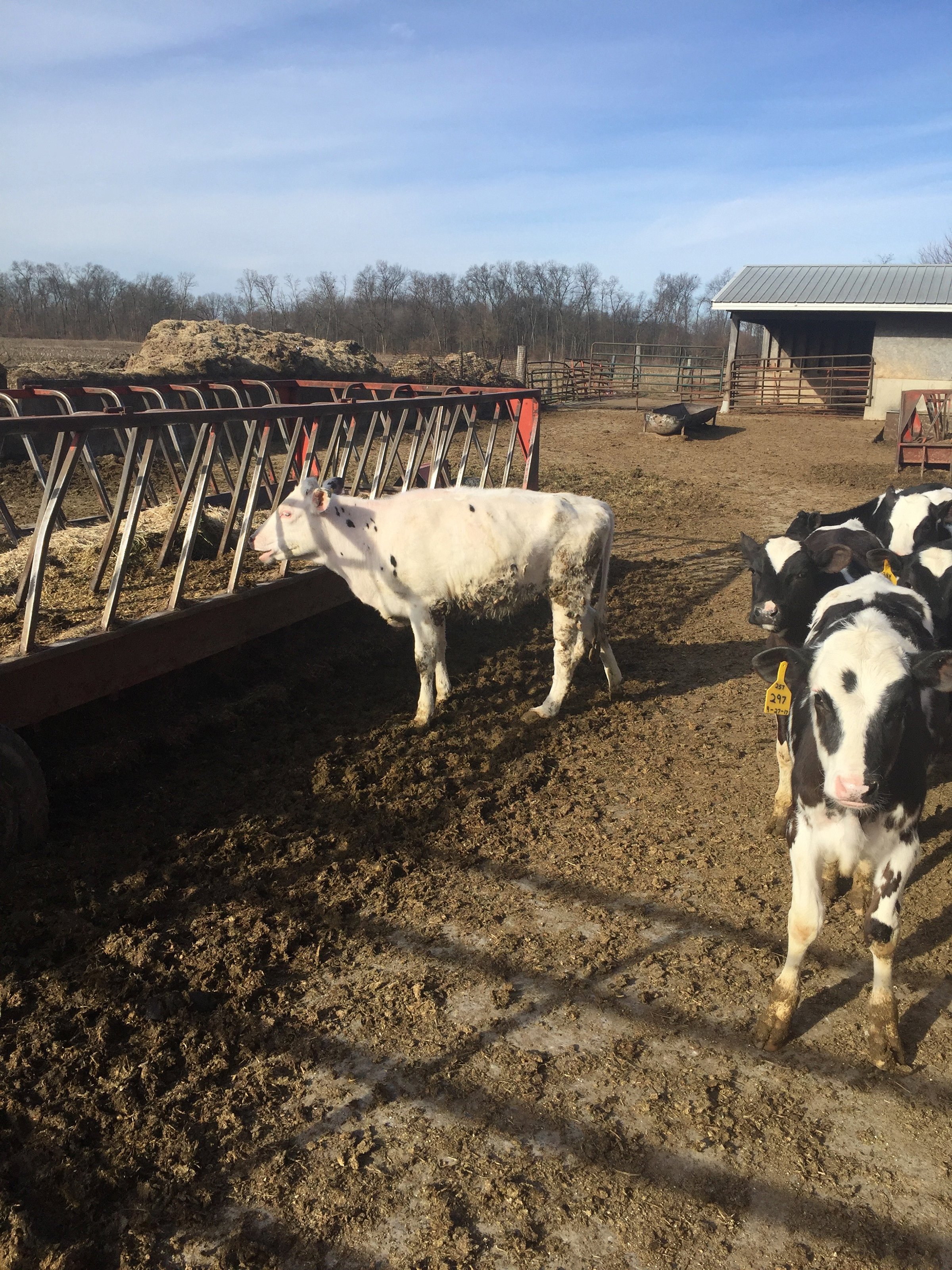 Property photo 18 - FARM EQUIPMENT AUCTION IN ST. JOSEPH COUNTY, MICHIGAN