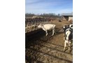 Property photo 18 - FARM EQUIPMENT AUCTION IN ST. JOSEPH COUNTY, MICHIGAN