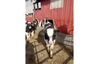 Property photo 21 - FARM EQUIPMENT AUCTION IN ST. JOSEPH COUNTY, MICHIGAN