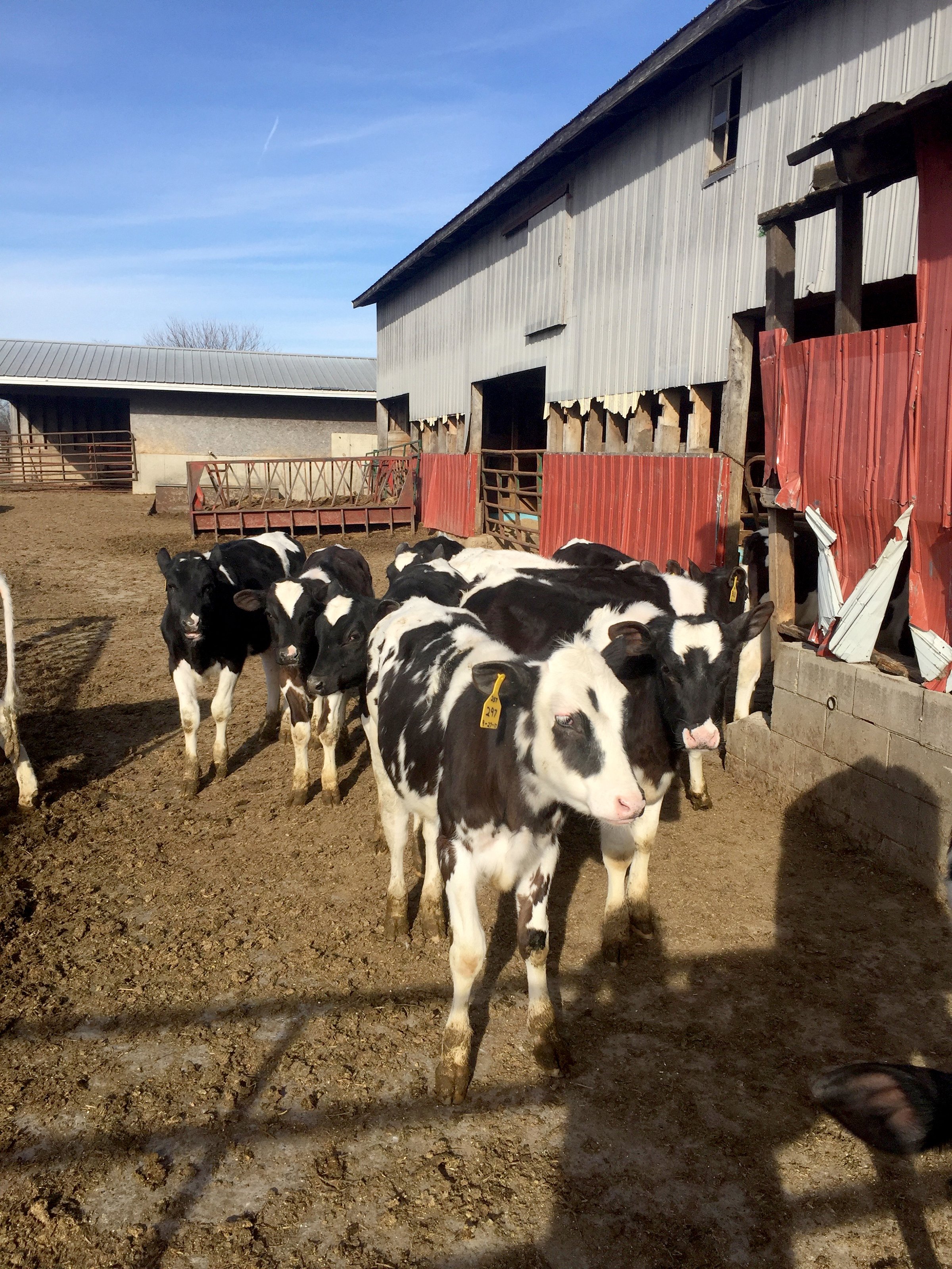 Property photo 19 - FARM EQUIPMENT AUCTION IN ST. JOSEPH COUNTY, MICHIGAN