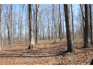 Tract 4 - Woodlands - REAL ESTATE AUCTION - 1,013 ACRES IN 21 TRACTS IN MARTIN COUNTY, INDIANA