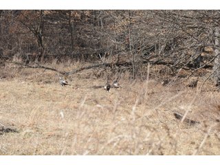 Turkey - REAL ESTATE AUCTION - 1,013 ACRES IN 21 TRACTS IN MARTIN COUNTY, INDIANA