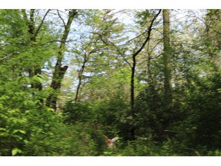 Property photo 16 - REAL ESTATE AUCTION - 27+/- ACRES OFFERED IN 4 TRACTS IN KOSCIUSKO COUNTY, INDIANA