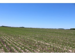 TRACT 4 - LAND AUCTION - 472+/- ACRES IN 7 TRACTS IN GRANT COUNTY, INDIANA