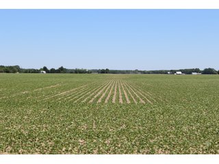 Property photo 56 - LAND AUCTION - 472+/- ACRES IN 7 TRACTS IN GRANT COUNTY, INDIANA