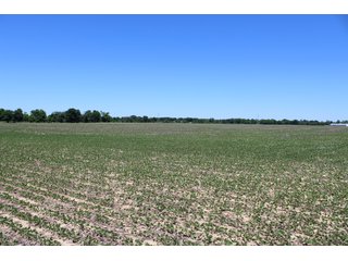 TRACT 6 - LAND AUCTION - 472+/- ACRES IN 7 TRACTS IN GRANT COUNTY, INDIANA