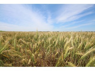 TRACT 1 - REAL ESTATE AUCTION - 296+/- ACRES OFFERED IN 2 TRACTS IN WOODS COUNTY, OKLAHOMA