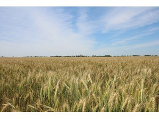 TRACT 1 - REAL ESTATE AUCTION - 296+/- ACRES OFFERED IN 2 TRACTS IN WOODS COUNTY, OKLAHOMA