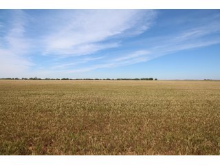 TRACT 1 - REAL ESTATE AUCTION - 296+/- ACRES OFFERED IN 2 TRACTS IN WOODS COUNTY, OKLAHOMA
