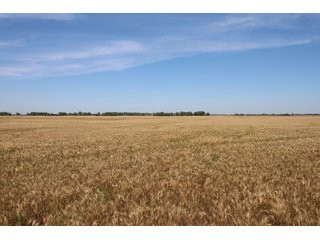 TRACT 1 - REAL ESTATE AUCTION - 296+/- ACRES OFFERED IN 2 TRACTS IN WOODS COUNTY, OKLAHOMA