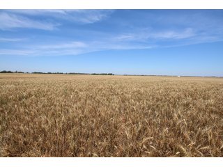 TRACT 1 - REAL ESTATE AUCTION - 296+/- ACRES OFFERED IN 2 TRACTS IN WOODS COUNTY, OKLAHOMA